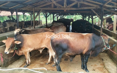 uploads/news/2025/05/ingin-kurban-sapi-ini-3346374e6fd0af5_400.jpg