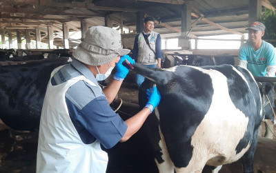 uploads/news/2025/05/jelang-idul-adha-kementan-5160038ef9e77ac_400.jpeg