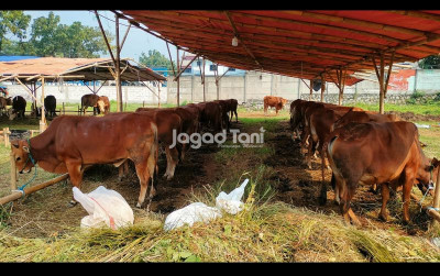 uploads/news/2025/05/jurus-kementan-cegah-penyakit-72069bb500e5589_400.jpg