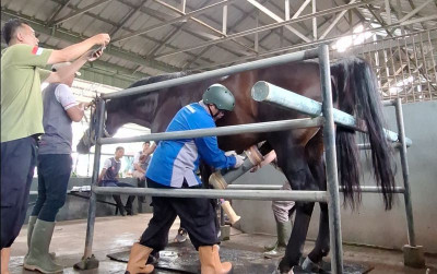 uploads/news/2025/05/kembangkan-semen-beku-kuda--8167200d4f1150d_400.jpeg