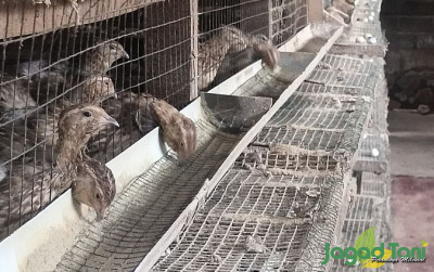 uploads/news/2025/05/kementan-dukung-burung-puyuh-714006231929656_400.jpg