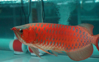 uploads/news/2025/05/kkp-dukung-konservasi-ikan-640856603b355b1_400.jpg