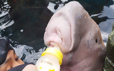 uploads/news/2025/05/kkp-selamatkan-bayi-dugong-7142831b27482c9_400.jpg