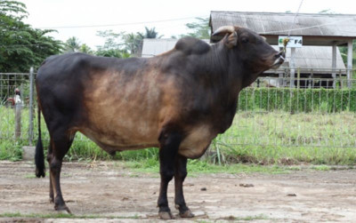uploads/news/2025/05/mengenal-sapi-pasundan-plasma-678426506fe97fa_400.jpeg