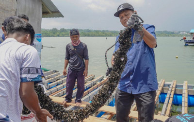 uploads/news/2025/05/modeling-lobster-hidupkan-budidaya-922605eaf08d4ef_400.jpg