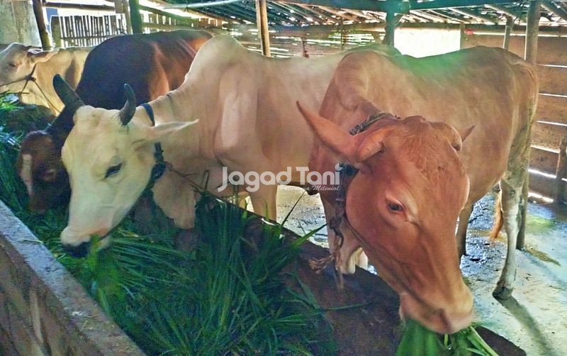 Pakan Kunci Kesehatan Dan Penggemukan Sapi uploads/news/2025/05/pakan-kunci-kesehatan-dan-1799066253986c9.jpg