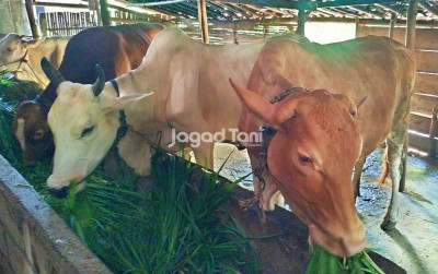 uploads/news/2025/05/pakan-kunci-kesehatan-dan-1799066253986c9_400.jpg