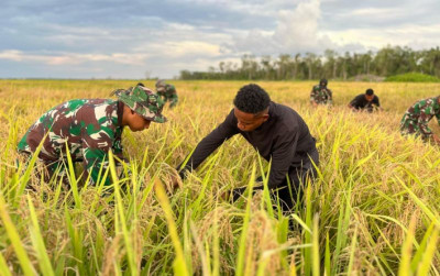 uploads/news/2025/05/panen-perdana-di-wanam--646791ec6902df3_400.jpeg
