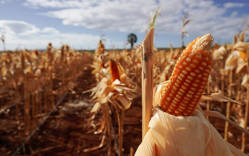 Persiapan Panen Raya Jagung, NFA Siapkan Penyerapan uploads/news/2025/05/persiapan-panen-raya-jagung--691913ff30267bc.jpeg