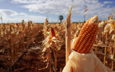 uploads/news/2025/05/persiapan-panen-raya-jagung--691913ff30267bc_400.jpeg