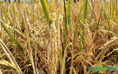 uploads/news/2025/05/potensi-indramayu-penopang-ketahanan-31088c23fd9c776_400.jpg