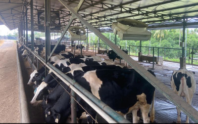 uploads/news/2025/05/produksi-susu-sapi-mulai-63569cb624b1bea_400.jpeg