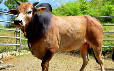 uploads/news/2025/05/sapi-aceh-diakui-nasional-200719ad3c3eb5e_400.jpg