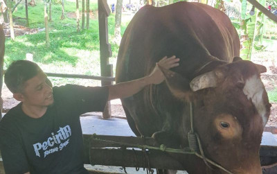 uploads/news/2025/05/sapi-kurban-presiden-berasal-66762eea76e1bd2_400.jpeg