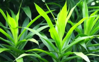 uploads/news/2025/05/tanaman-suji-kandungan-herbal-42685a4e1505bef_400.jpg