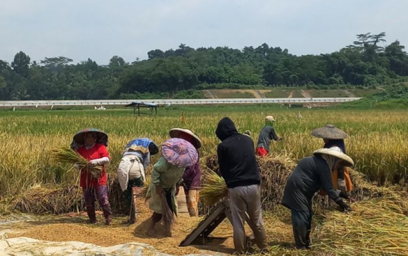 Tembus 4juta Ton Beras, Serapan Makin Ditingkatkan Pemerintah uploads/news/2025/05/tembus-4juta-ton-beras--59798ec69b16b94.jpeg