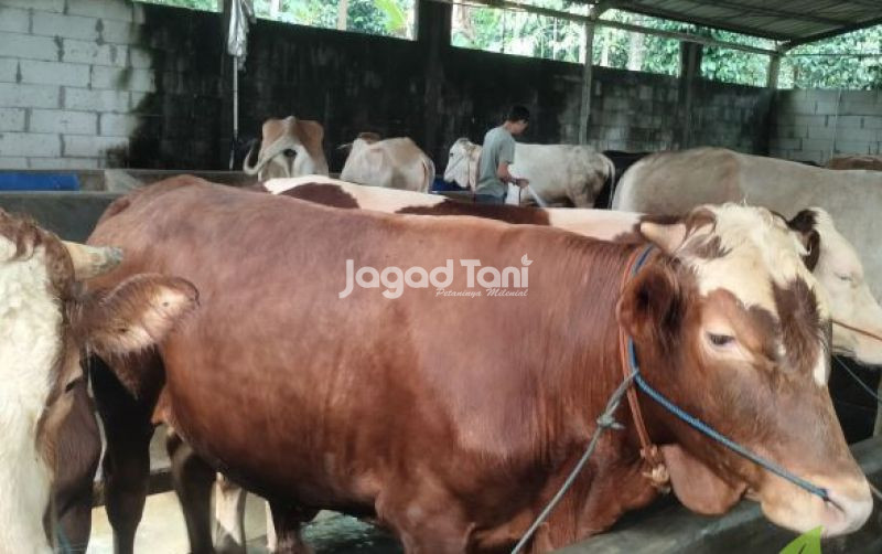 Tiga Langkah Dalam Memilih Sapi Kurban uploads/news/2025/05/tiga-langkah-dalam-memilih-5263638d83225ca.jpg