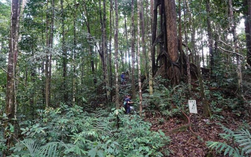 Penemuan Spesies Tumbuhan Baru Di Jantung Kalimantan uploads/news/2025/06/-penemuan-spesies-baru-di-217670482f2dedb.jpg