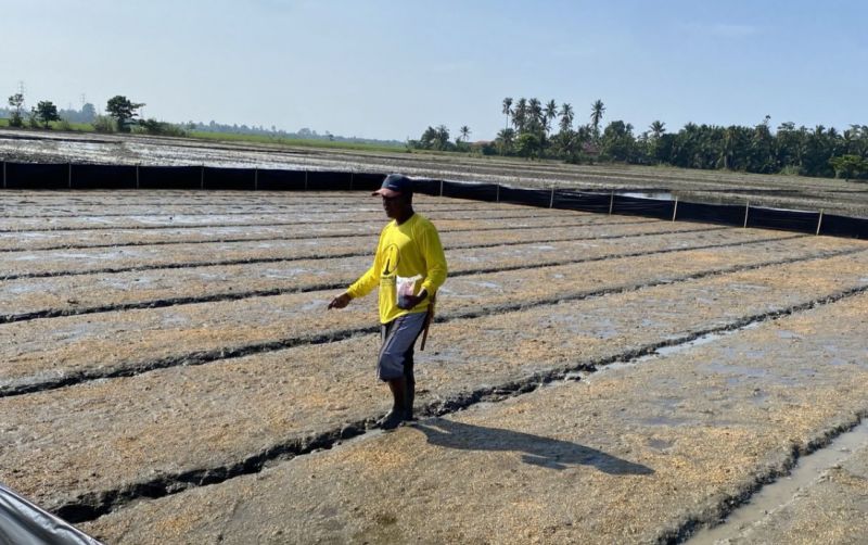 Jelang Masa Tanam, BRMP SulSel Sebar Benih Padi Unggulan uploads/news/2025/06/brmp-sulsel-467258384c3e54e.jpg