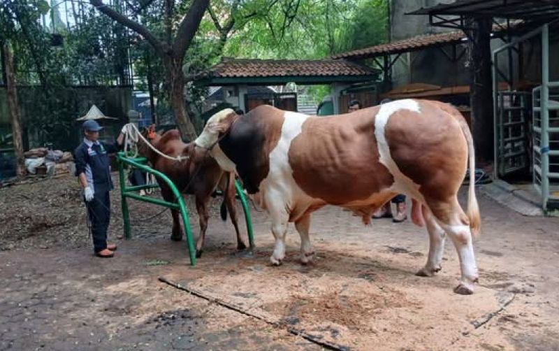 Kementan Dorong Kolaborasi Teknologi Reproduksi Ternak Unggul uploads/news/2025/06/kementan-dorong-kolaborasi-teknologi-80612c8e1261ff9.jpg