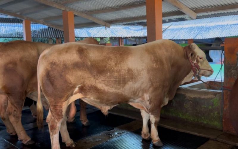 Kementan Pastikan Stok Hewan Kurban Aman uploads/news/2025/06/kementan-pastikan-stok-hewan-74046ec69b16b94.jpeg