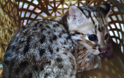 uploads/news/2025/06/kucing-kuwuk-kembali-ke-580655fb06c4f19_400.jpg