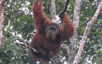 uploads/news/2025/06/mitigasi-orangutan-hindari-konflik-11430fca144cad5_400.jpg