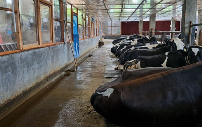uploads/news/2025/06/nestle-hadirkan-closed-barn-14454cd7d774b02_400.jpg