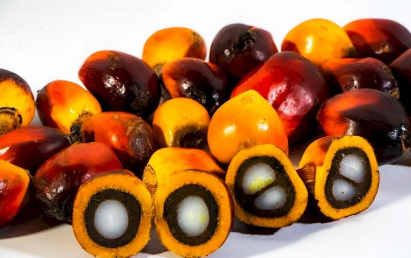 Produk Turunan Sawit Bermanfaat Bagi Kesehatan Kulit uploads/news/2025/06/produk-turunan-sawit-bermanfaat-703608259a33dcc.jpg