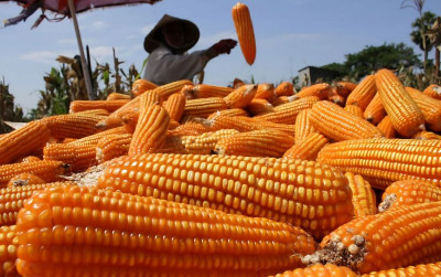uploads/news/2025/06/produksi-jagung-surplus-swasembada-858604c3b1895b9_400.jpeg