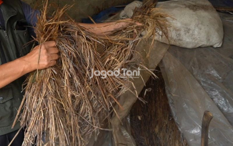 uploads/news/2025/08/jerami-fermentasi-pakan-ternak-84474389f2b57b1.jpg