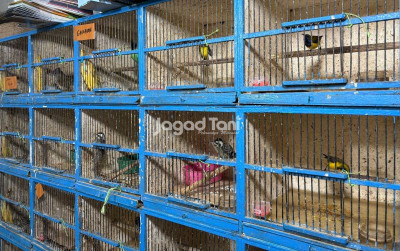 uploads/news/2025/08/jual-burung-sistem-kredit-36555eb6a27d470_400.jpeg