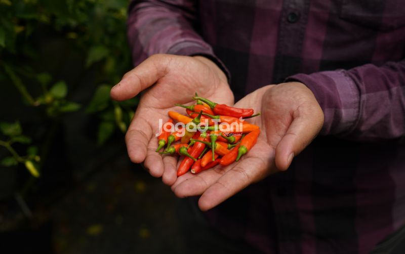 uploads/news/2025/08/membudidaya-cabai-rawit-ori-68320a4cbe8d409.jpg