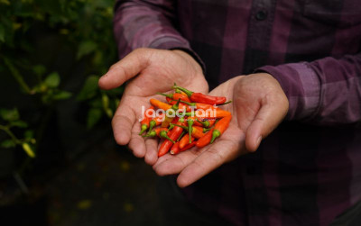 uploads/news/2025/08/membudidaya-cabai-rawit-ori-68320a4cbe8d409_400.jpg