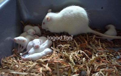 uploads/news/2025/08/mengelola-tikus-putih-bagi-190277f7afc738a_400.jpg