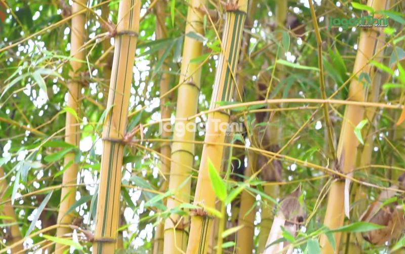 uploads/news/2025/08/mengenal-bambu-kuning-si-2159609b1692ec2.jpg