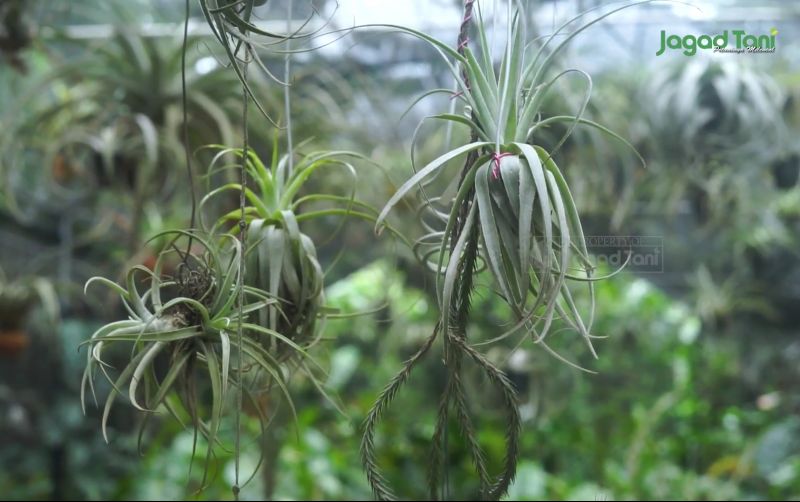uploads/news/2025/09/airplant-solusi-bertanaman-di-71733b871adfe1a.jpg