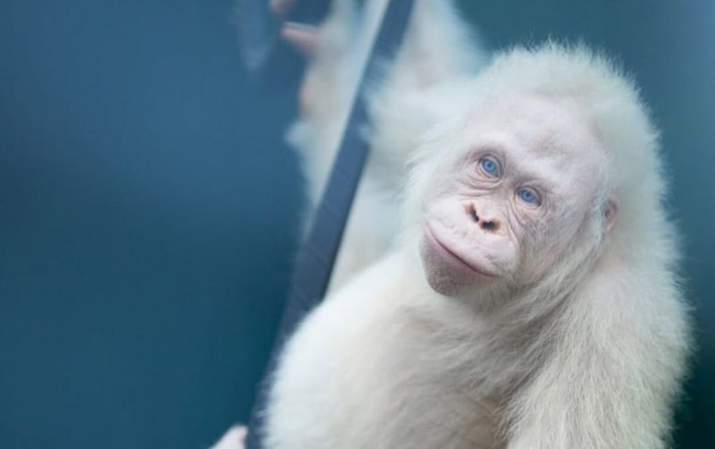 uploads/news/2025/09/alba-satu-satunya-orangutan-albino-5027363d2cb4693.jpeg
