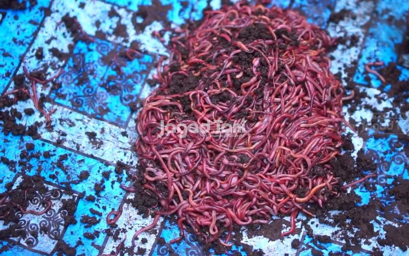 uploads/news/2025/09/budidaya-cacing-tidak-ada-8884293762e9649.jpg
