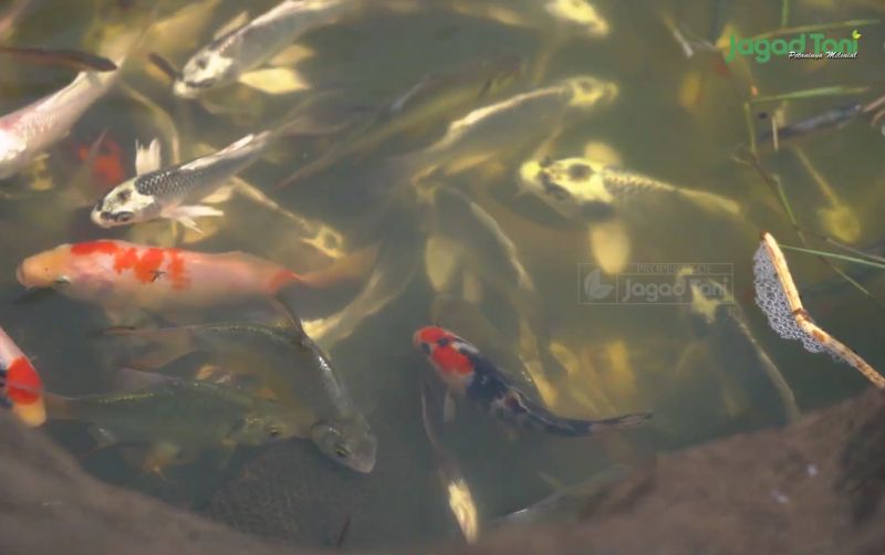 uploads/news/2025/09/ikan-koi-air-keruh-22691848b64eb71.png