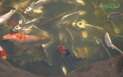 uploads/news/2025/09/ikan-koi-air-keruh-22691848b64eb71_400.png