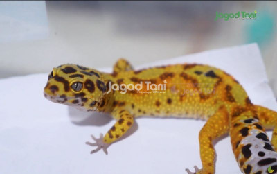 uploads/news/2025/09/leopard-gecko-pintu-pertama-593465bd2235a08_400.png