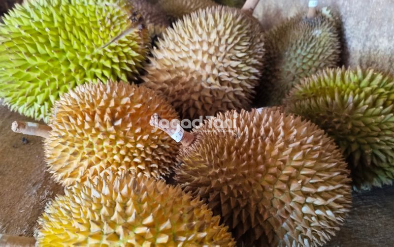 uploads/news/2025/09/selain-montong-durian-lokal-585571f3326329f.jpg