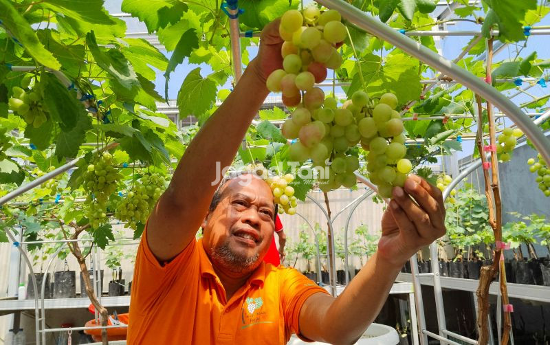 uploads/news/2025/09/taman-anggur-ponjay-sebagai-25348ce1d3e5c03.jpg
