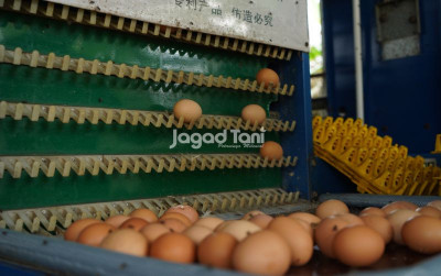 Waspadai Penipuan Investasi Paket Usaha Pertanian-Peternakan uploads/news/2025/09/waspadai-penipuan-investasi-paket-92345ca00dcd37c_400.jpg