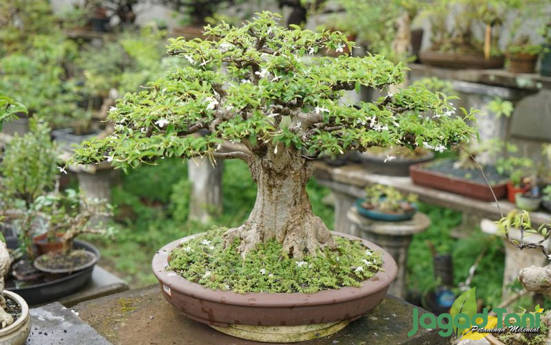 uploads/news/2025/10/bonsai-santigi-tidak-subur--9851249fd951b40.jpg