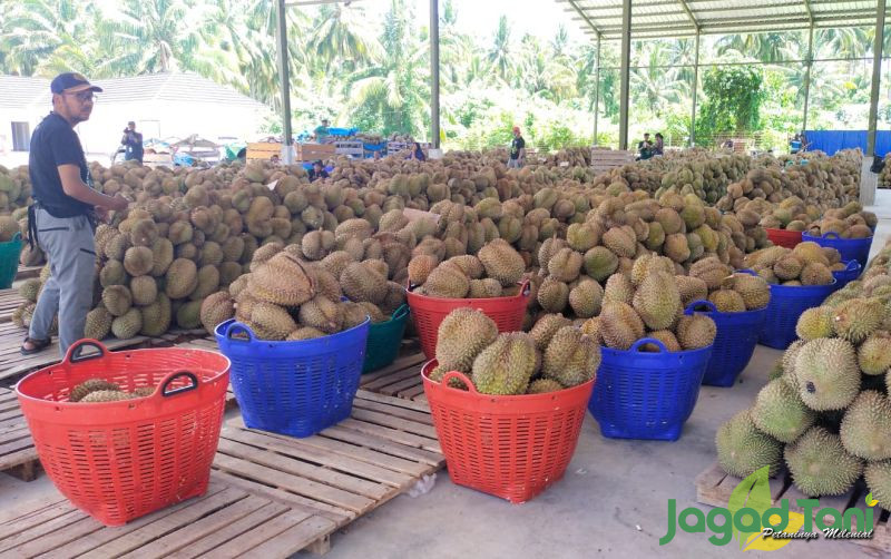 uploads/news/2025/10/durian-ilegal-malaysia-masuk-5808312cad68f29.jpg