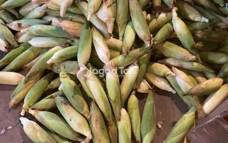 uploads/news/2025/10/harga-minimum-jagung-di-7234044b13d3d40.jpg