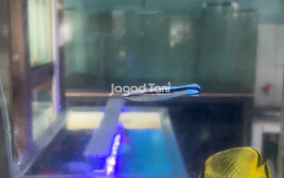 Ikan Dokter, Tenaga Medis Biota Laut uploads/news/2025/10/ikan-dokter-tenaga-medis-136946fc5164fba_400.jpg