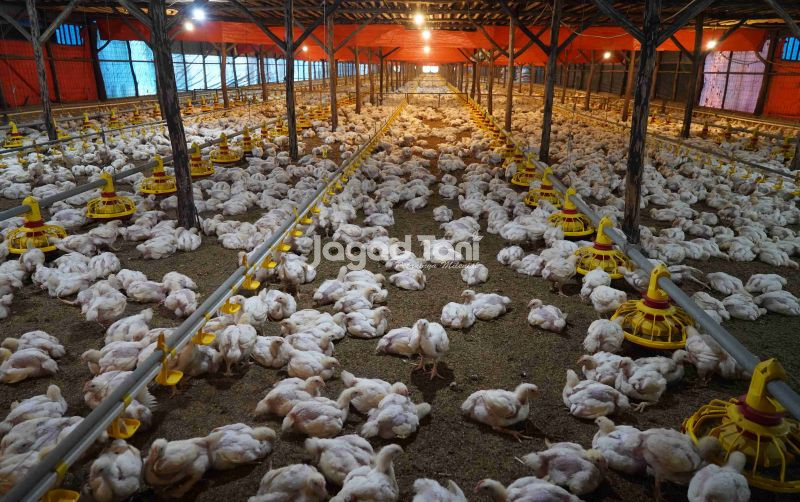 uploads/news/2025/10/listrik-padam-ayam-mati-95149f761a2c337.jpg